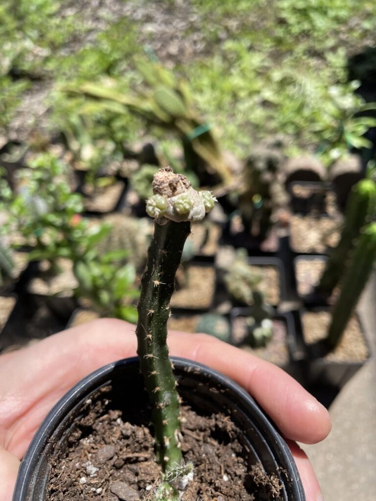 Butt graft ftw!!! And my loph tree