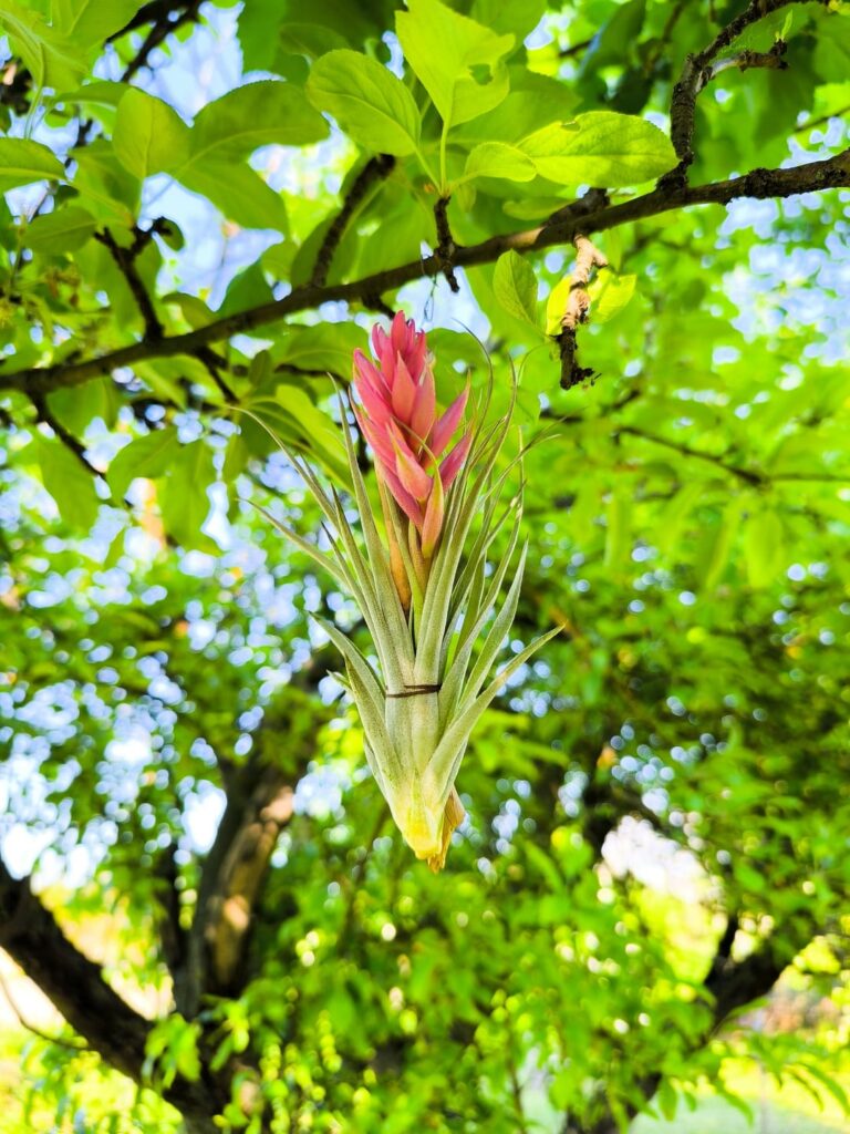Pale airplant Pale airplant