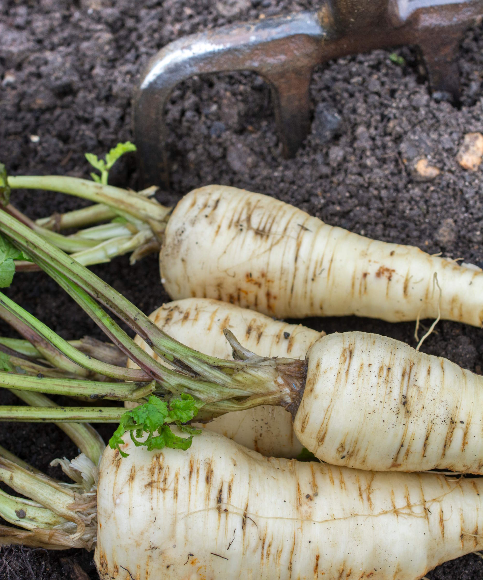 Harvesting fresh parsnips in the garden