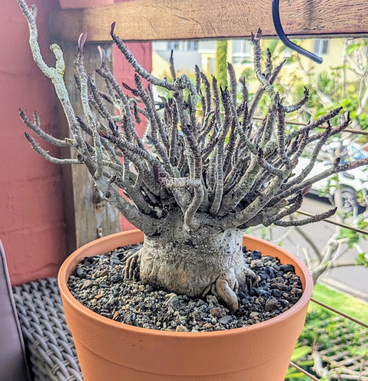 Adenium arabicum