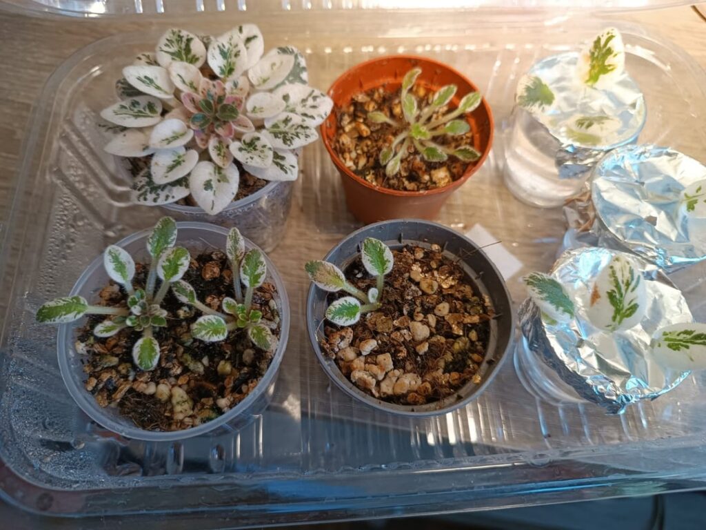 When to transfer cuttings to soil? When to transfer cuttings to soil?