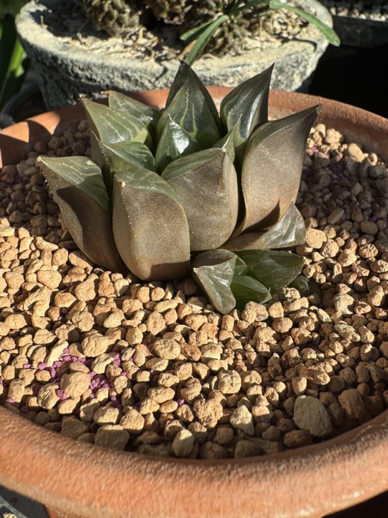 Too much sun/heat? TIA