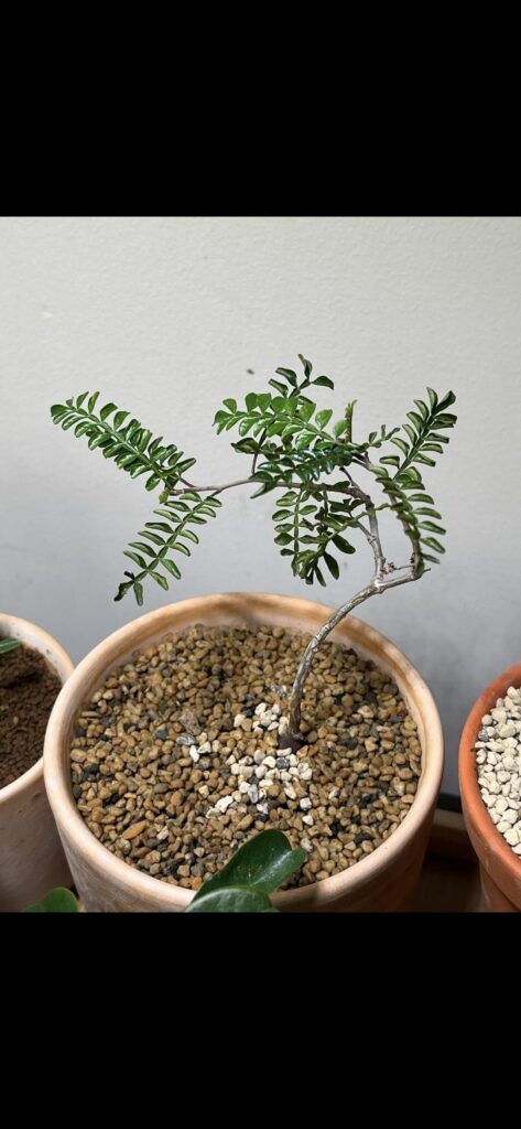 Why my O. pachypus looks dry and wilt… is this overwatering? Why my O. pachypus looks dry and wilt… is this overwatering?