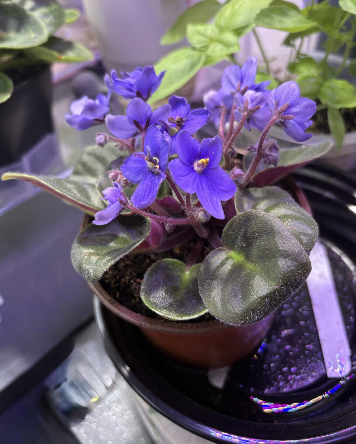 My blue blooming!