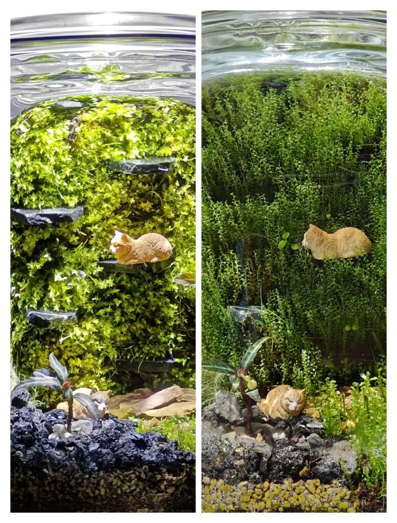Since you all wanted to see the progress, here is the before and after of my vertical cat terrarium. This is 1 month in.