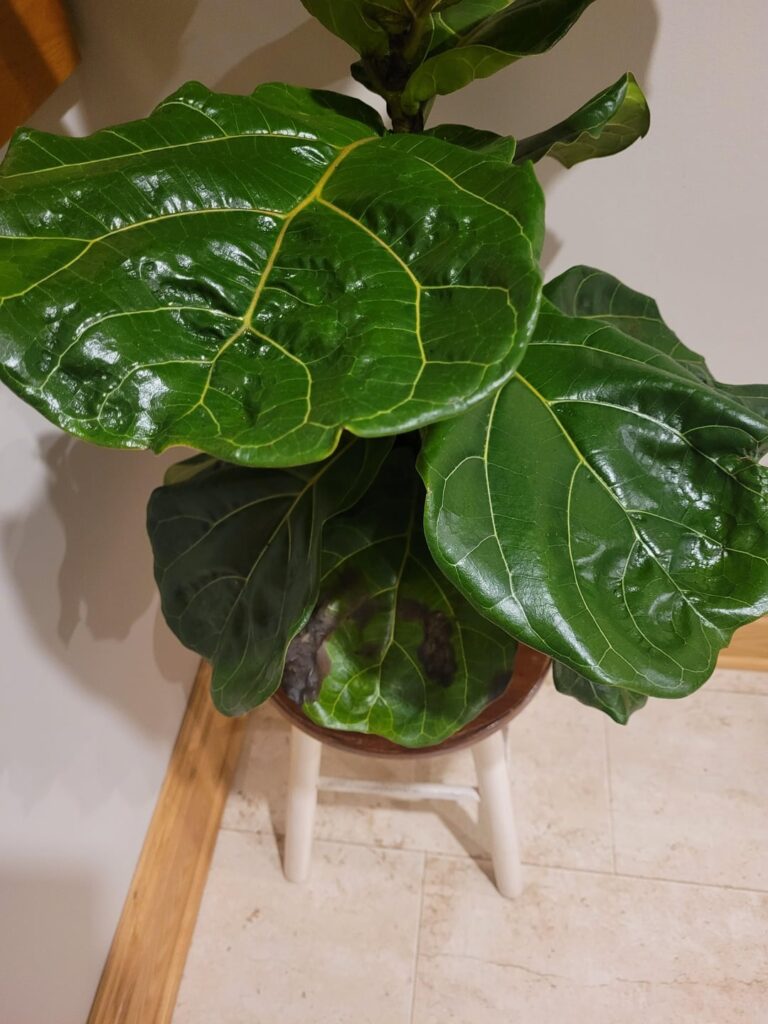 Help please – brown/black spots, hydrophobic soil? Help please - brown/black spots, hydrophobic soil?