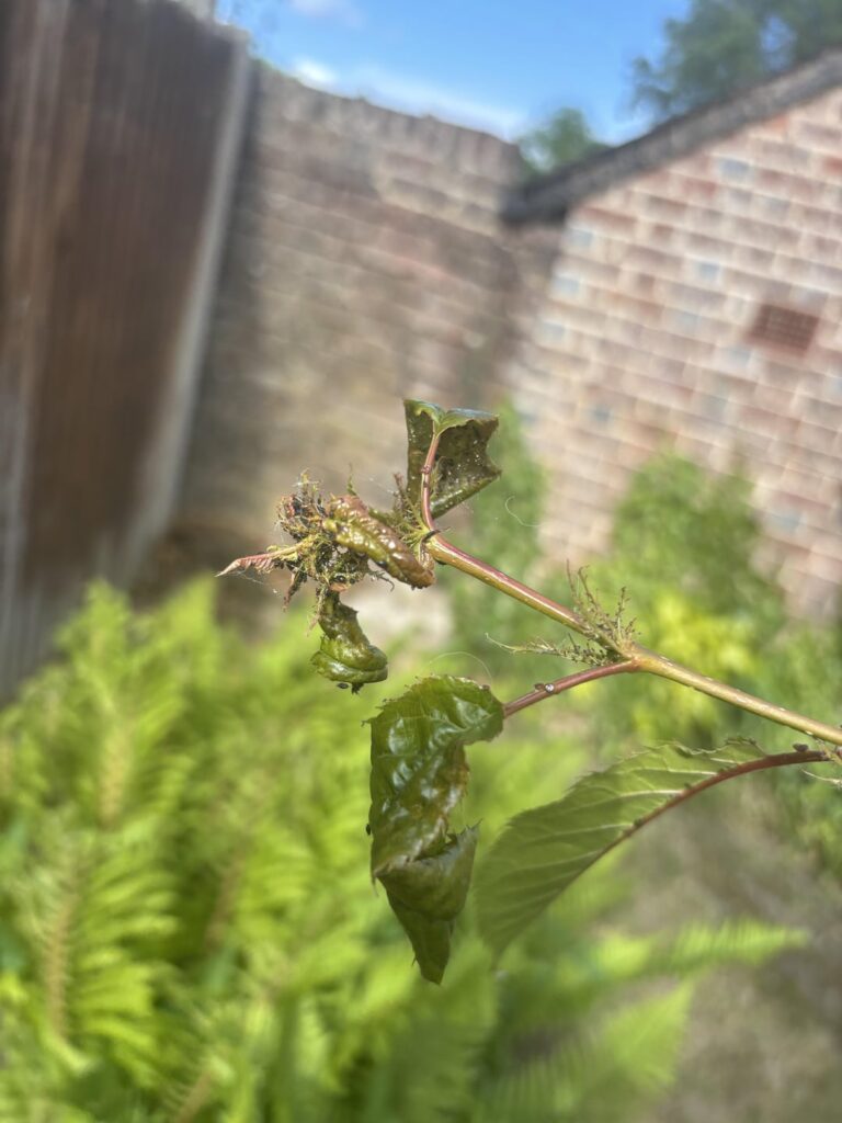 Is this some kind of pest on my Cherry Blossom tree ? Is this some kind of pest on my Cherry Blossom tree ?