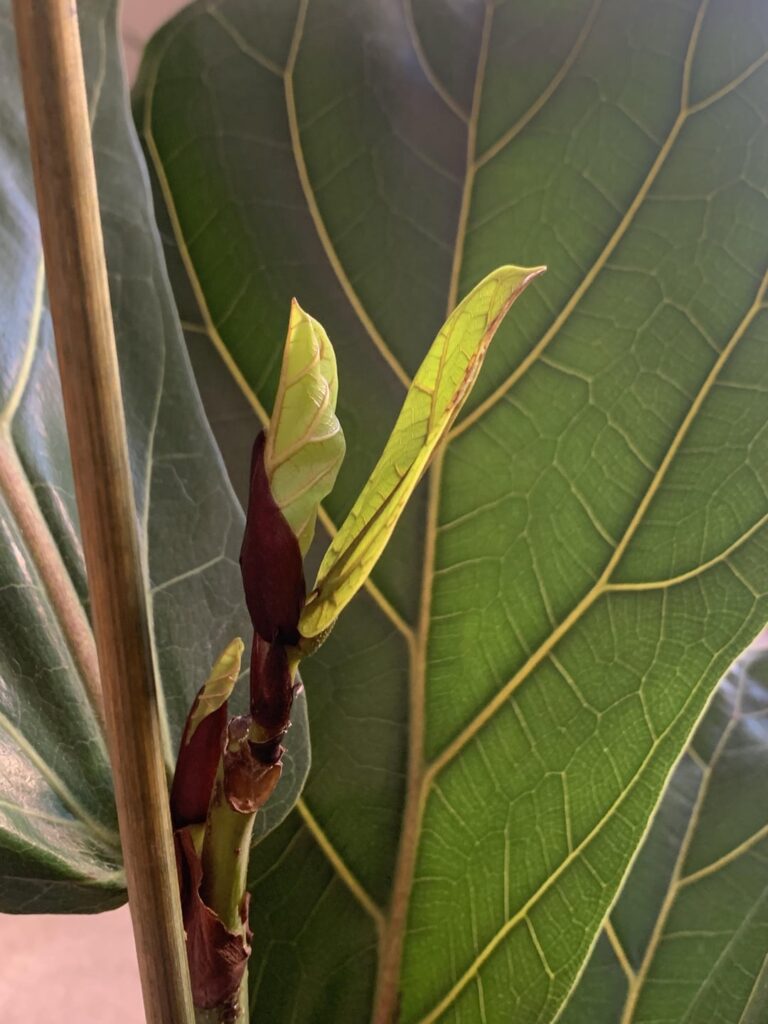second update on my flf!!