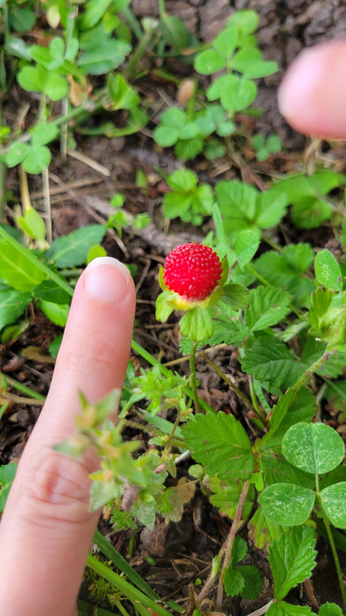 Wild strawberry?