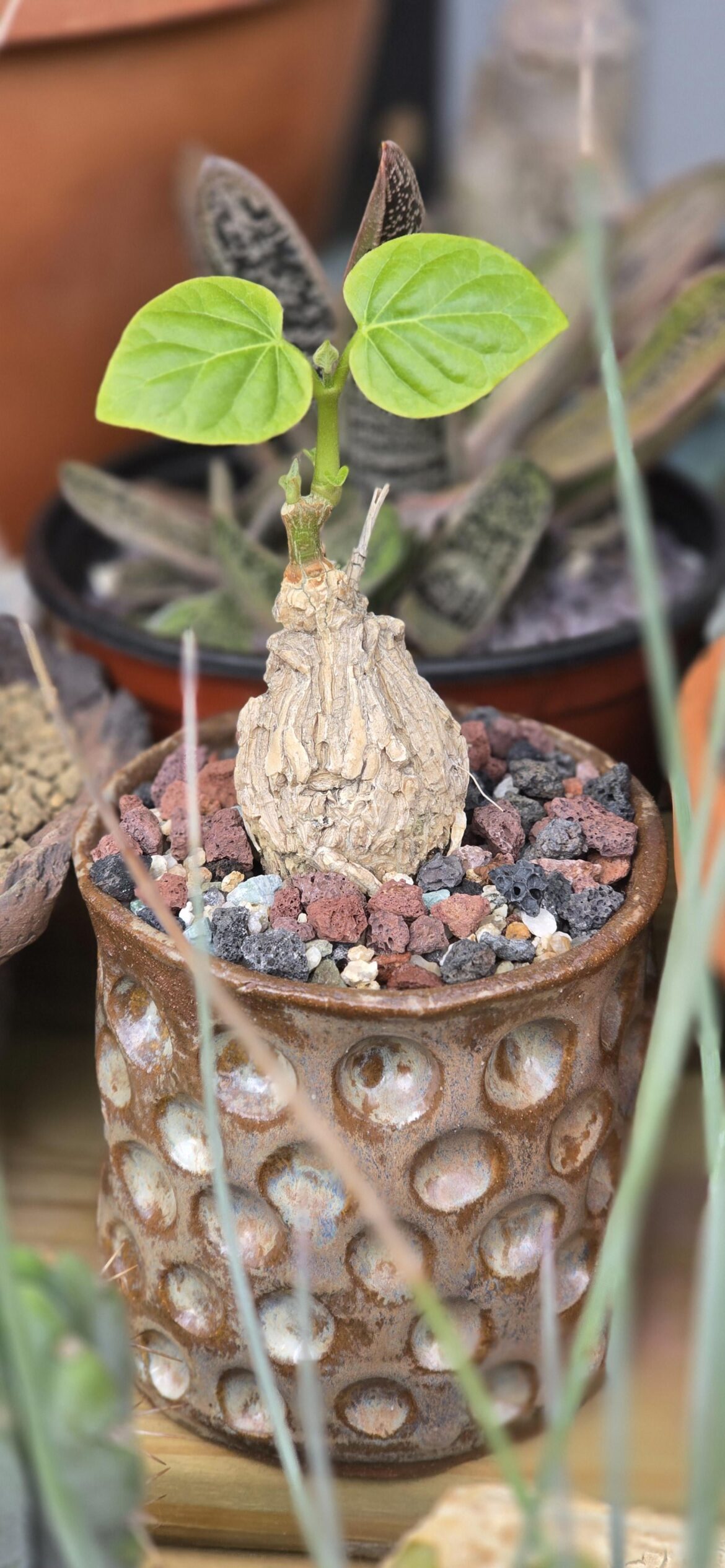 Gonolobus cyclophyllus