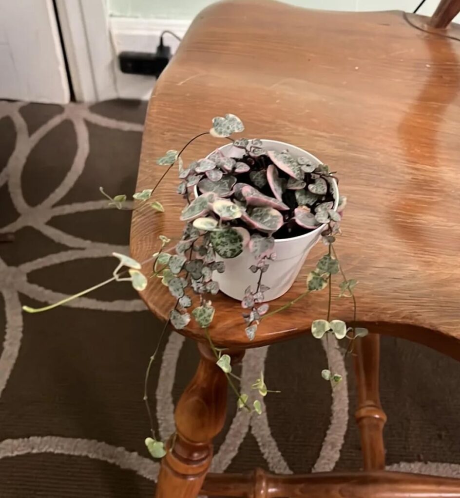 Do my string of hearts need to be repotted?