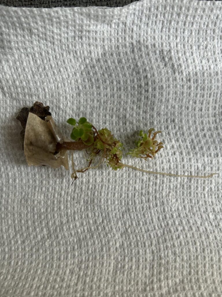 Propagating for the first time