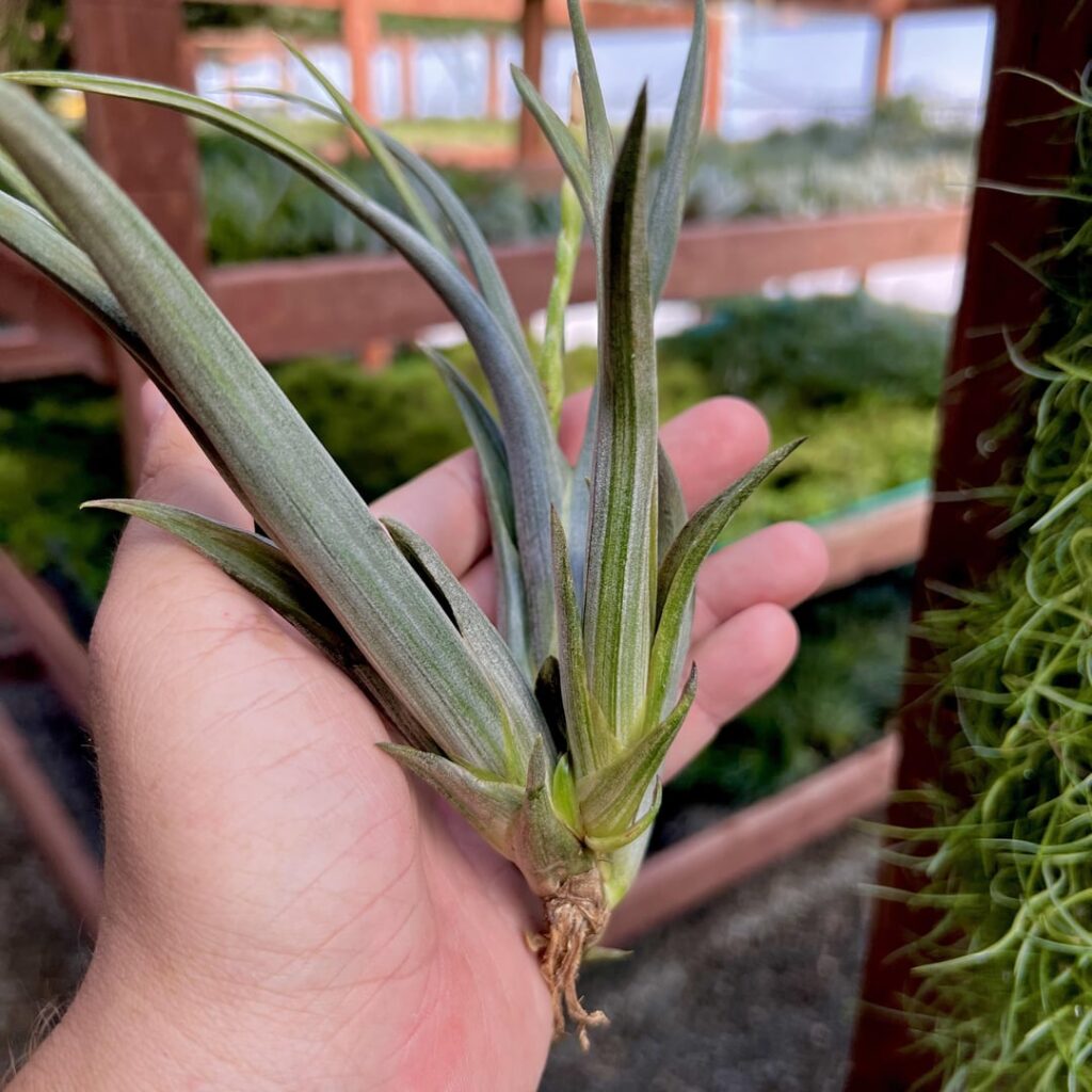 This is an interesting one we’ve been propagating. We named it T. ‘Pinstripes’ and all clones exhibit light striations on the leaves. I believe it to be a hybrid of intermedia.