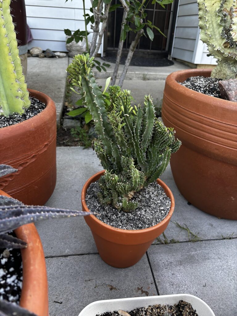 Crested euphorbia id