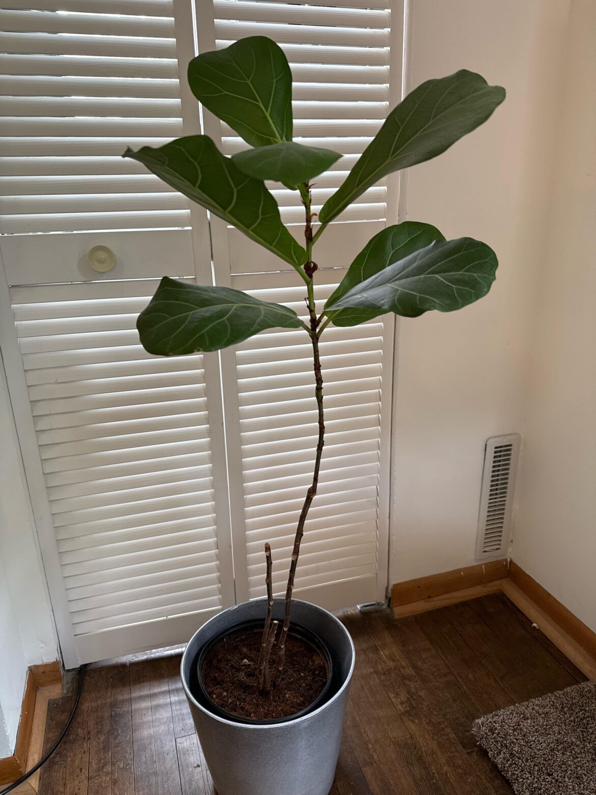 Chop the remaining trunk or not?