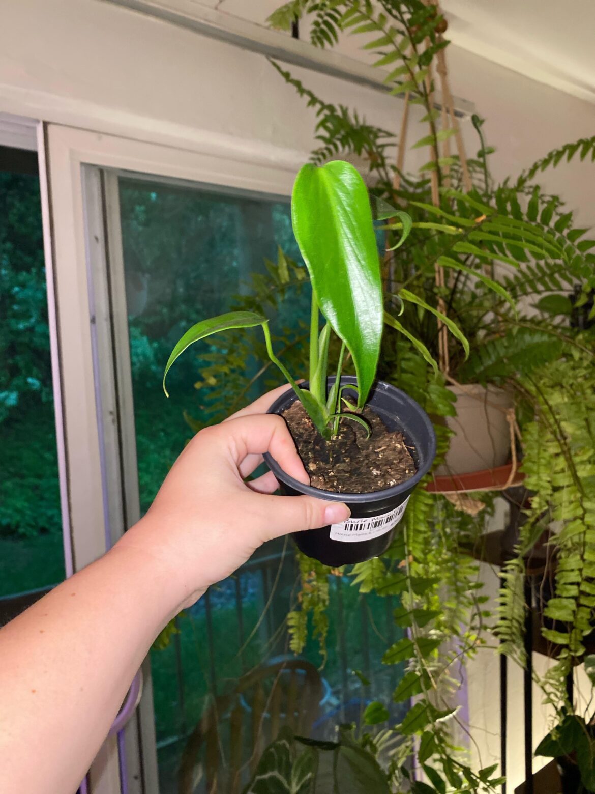 When do I repot my Burle Marx Flame ? :3