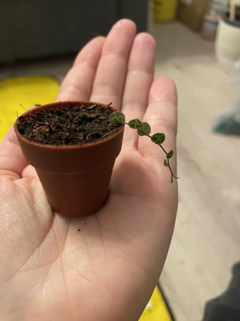 I accidentally ripped off a string while repotting and it’s growing !