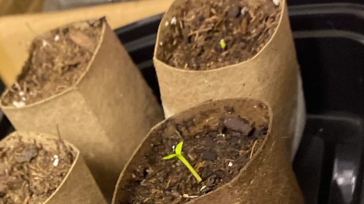 "They don't harm the plants."