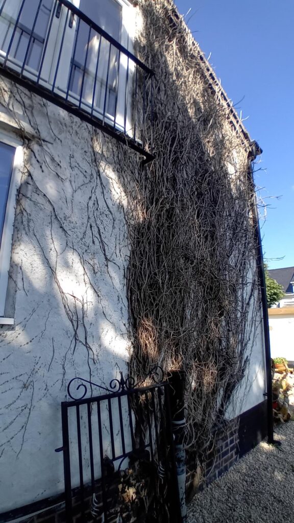 Some advice on what to do with dead ivy (Hedera helix) on a wall