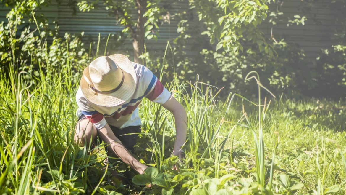 "What if I were to tell you that there were entire philosophies of gardening that were built around doing as little work as possible?"