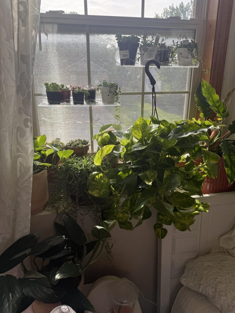 all my string babies!