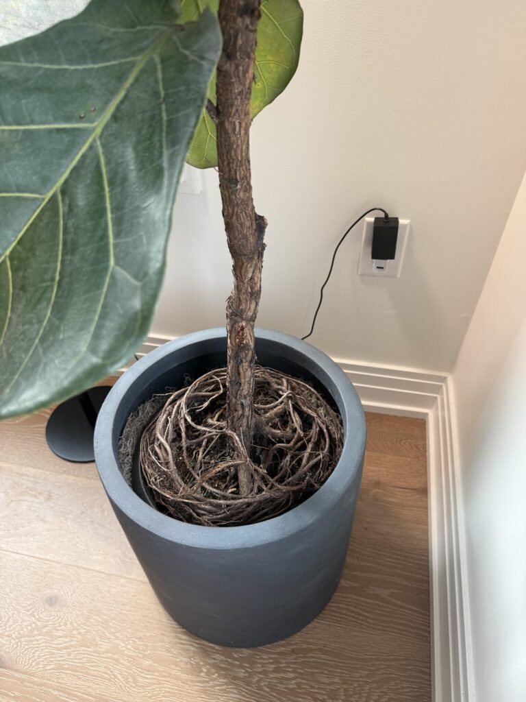 What do I need to do with these roots? What do I need to do with these roots?
