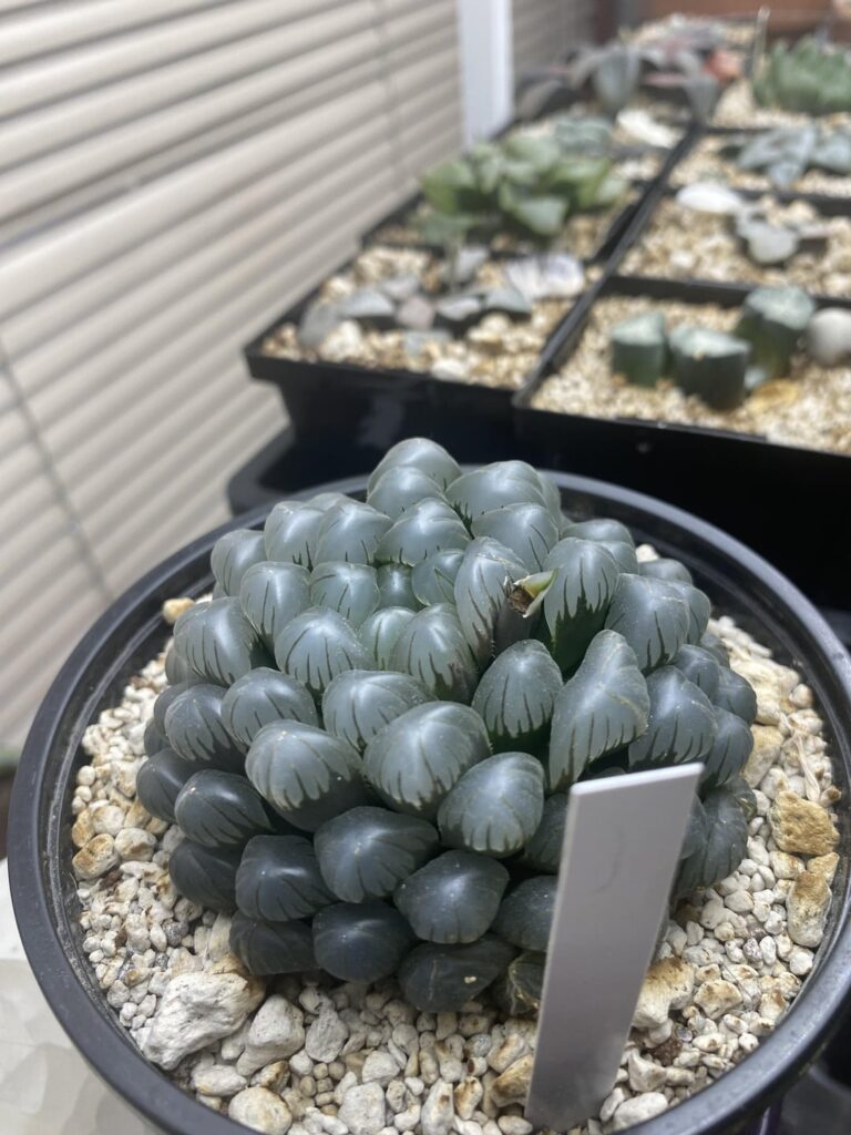 the crime and the culprit 🤦🏻‍♀️