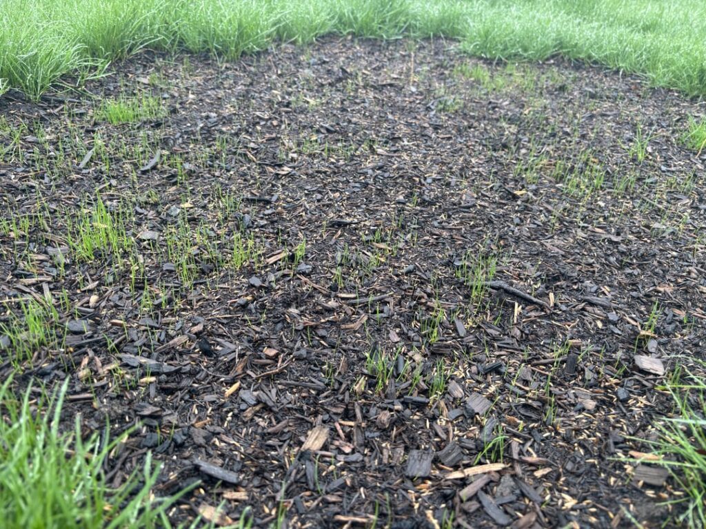 Starter Fertilizer or Hold Off? (Michigan)