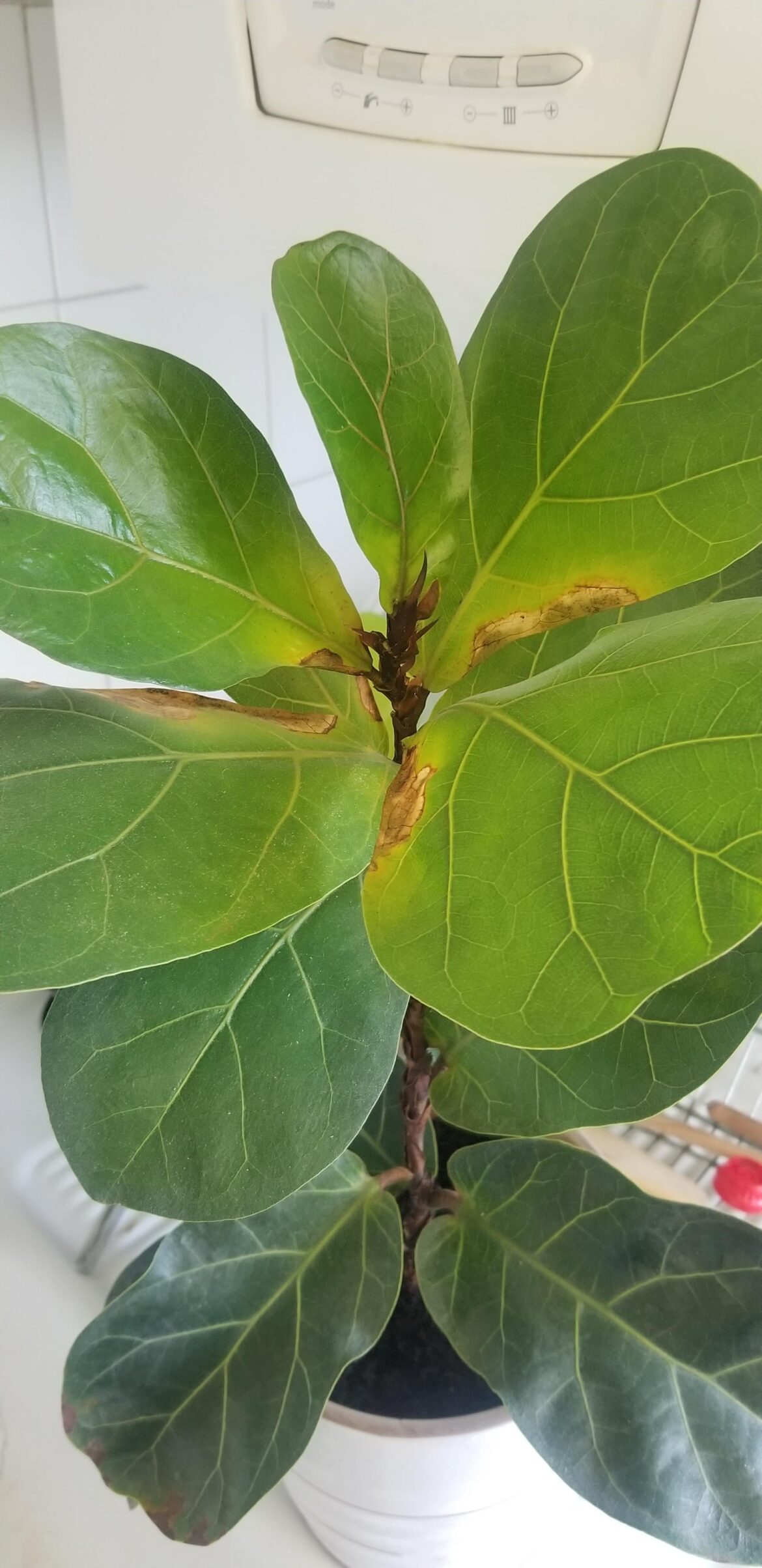 Fiddle leaf fig Bambino brown edges on leaf base Fiddle leaf fig Bambino brown edges on leaf base