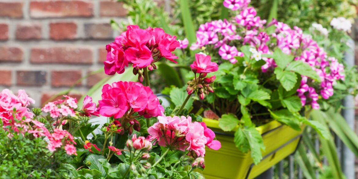 38 Container Gardening Ideas For A Beautiful Outdoor Space 38 Container Gardening Ideas For A Beautiful Outdoor Space