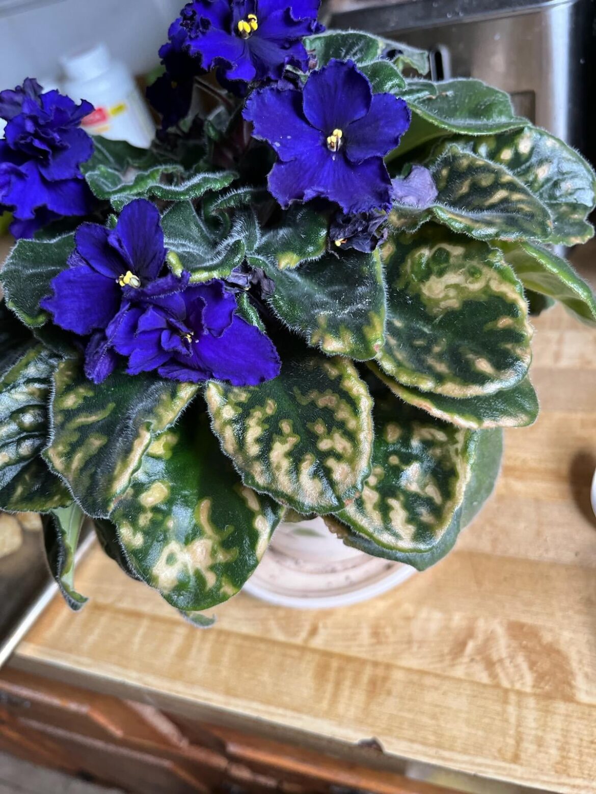 Help... what's going on with the leaves