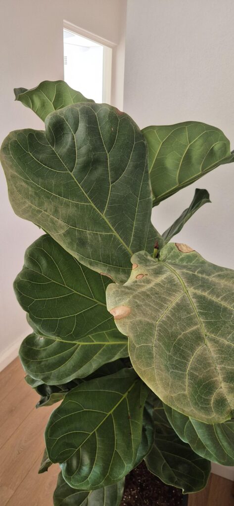 leaves turning brown.