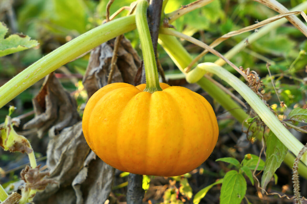7 Pumpkin Varieties for Northern Gardeners to Grow