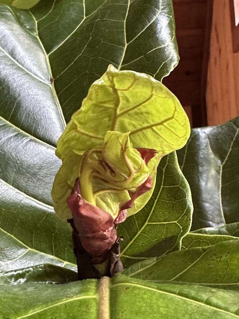 New leaf is kind…wonky? New leaf is kind…wonky?