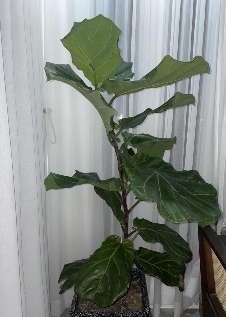 What is happening to this flf?