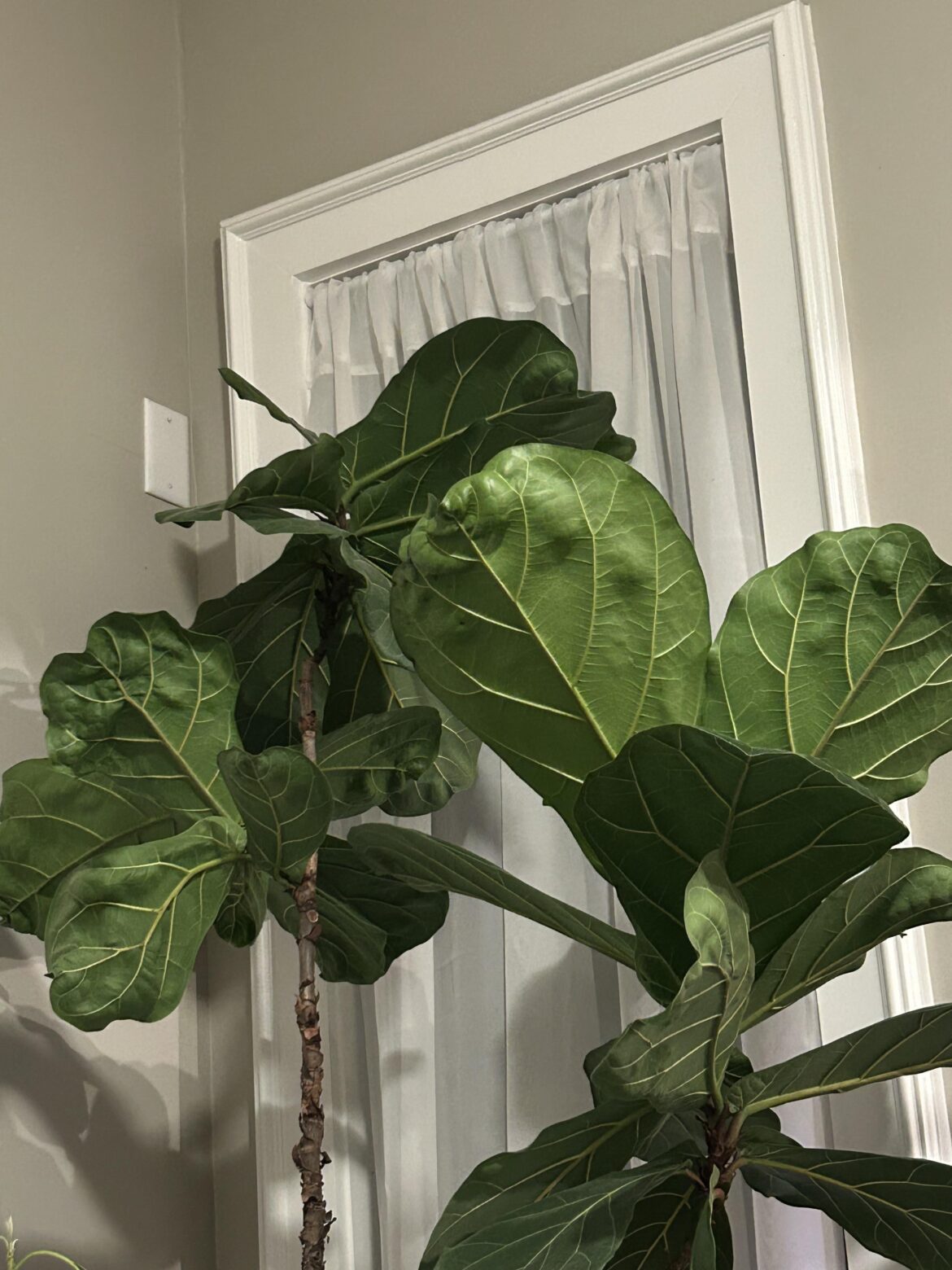 Bunching Leafs? Bunching Leafs?