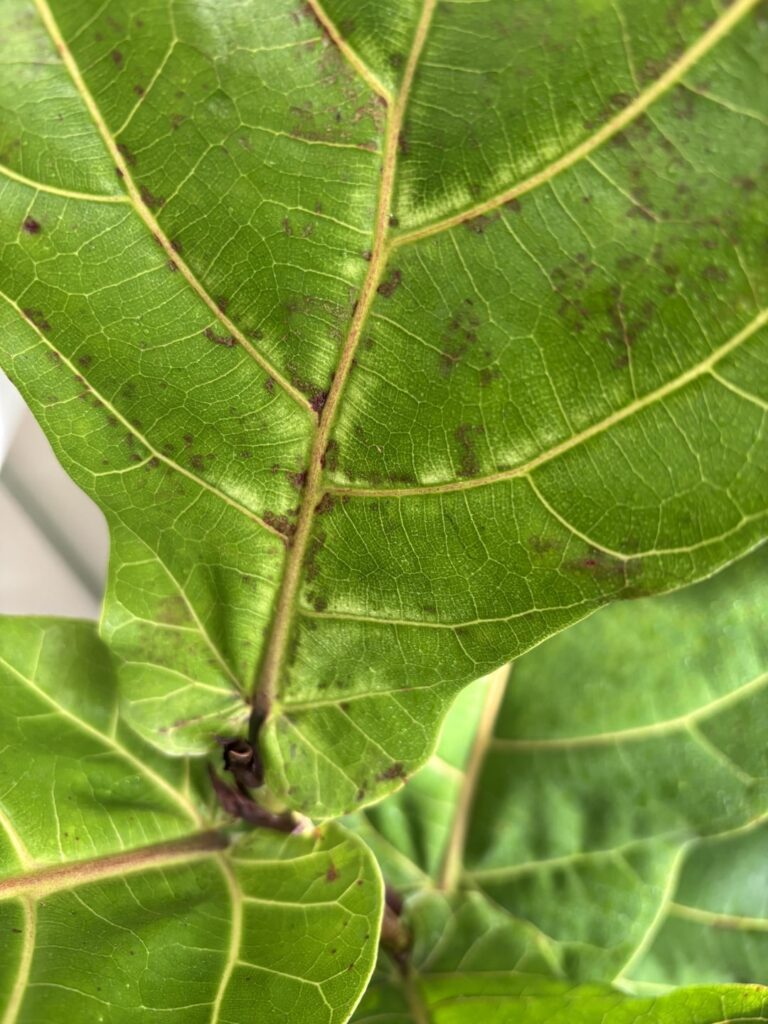 Had this plant for a week- why are the leaves going pale?