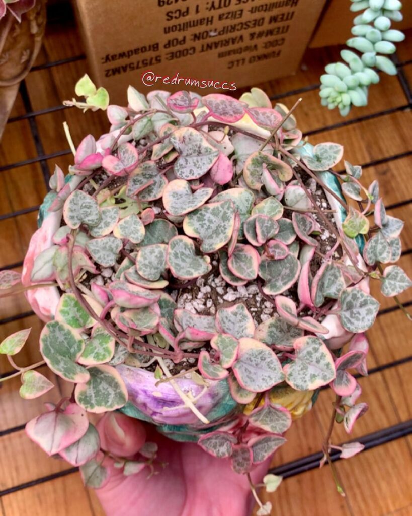 first time owning a SOH🩷 any advice?