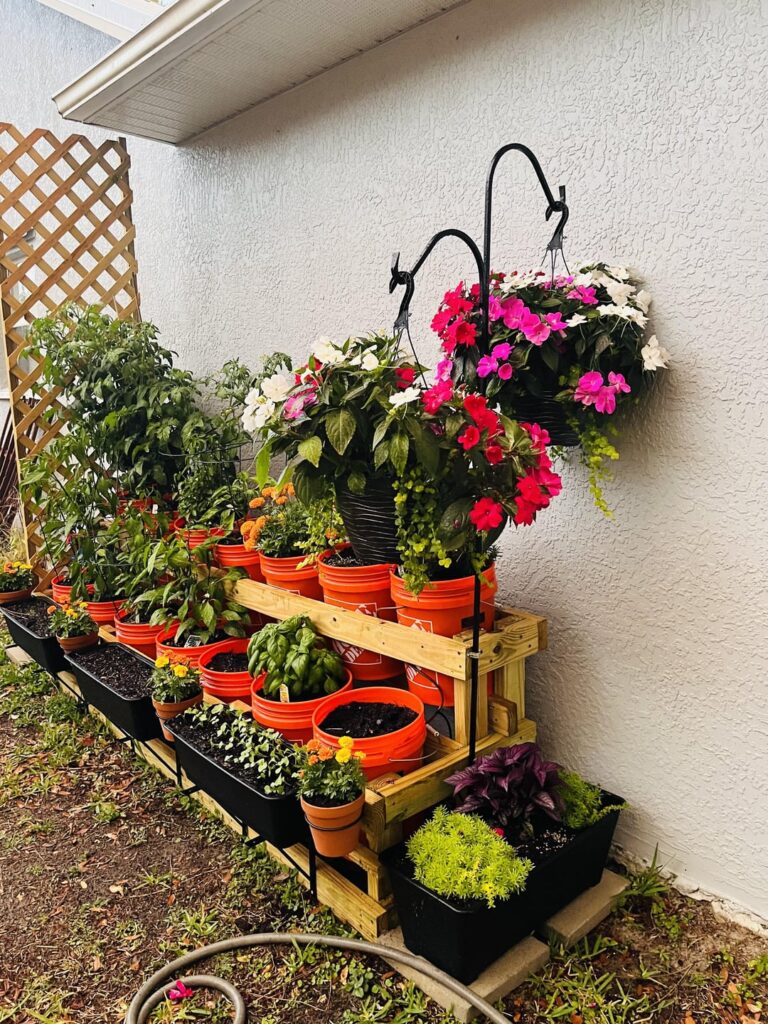 What started as 2 plants last year…