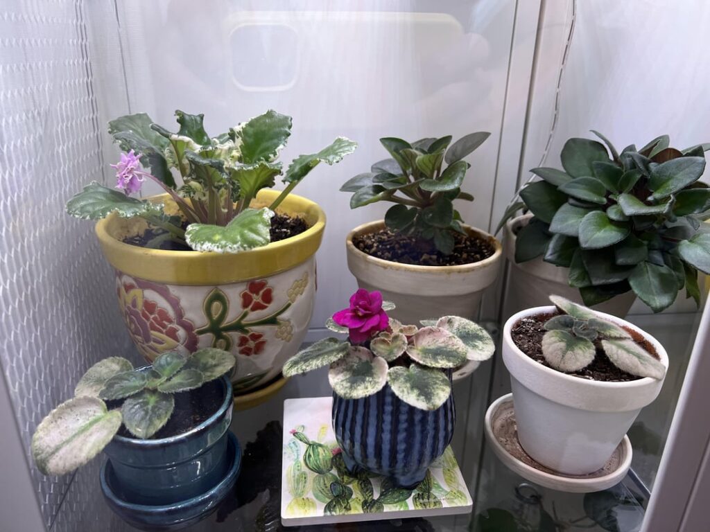 Anyone else’s violets bloom at different times?