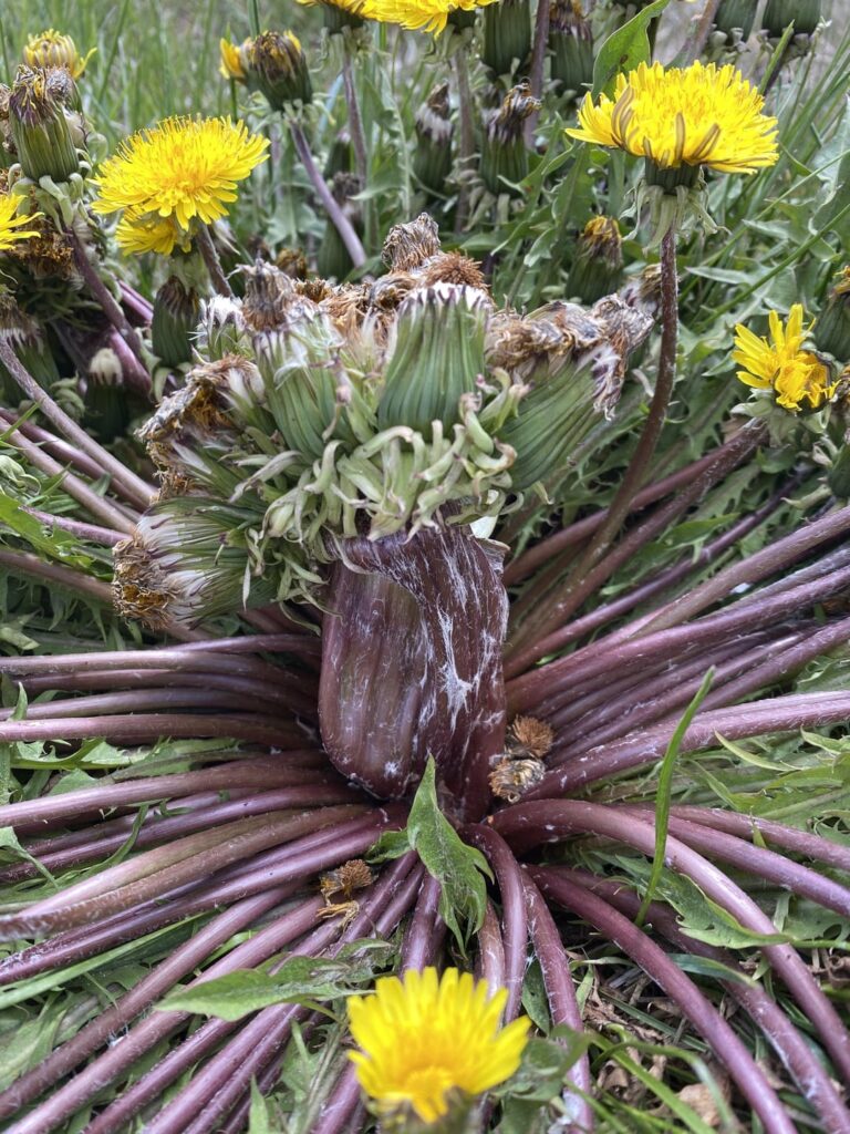 Look at this monster dandelion