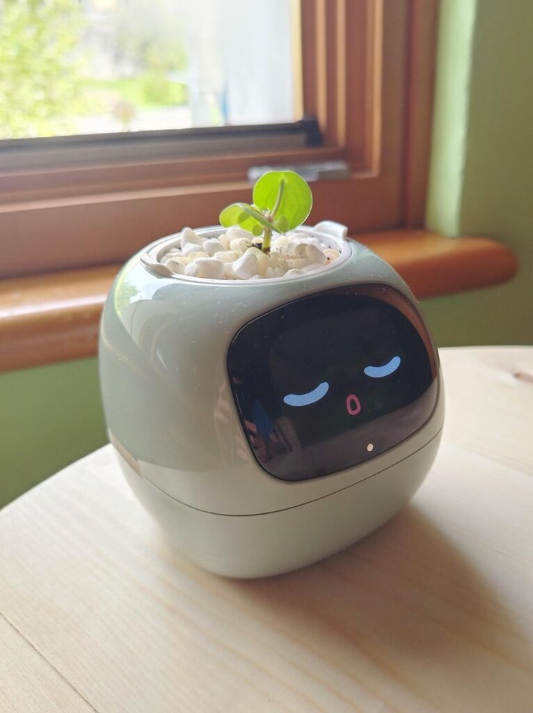 Guys look at my small Pilea! She's called Telpë🥹