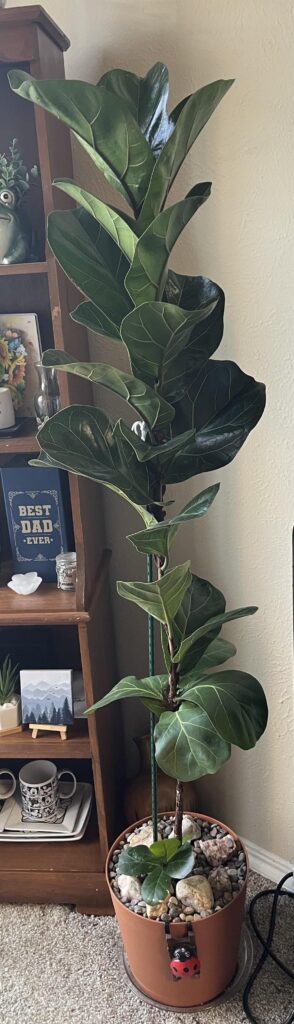 Fig growing like crazy