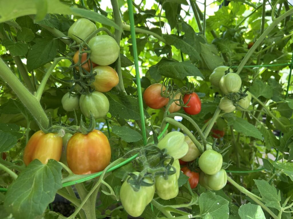 Dutch bucket tomatoes