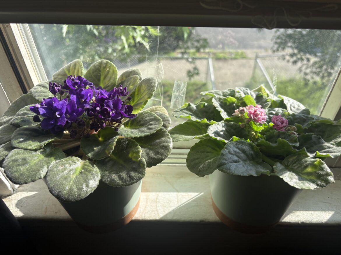 Finally blooms from little sis!