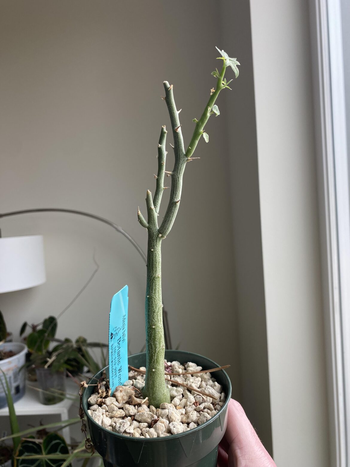 Growing tips for A. ballyi?
