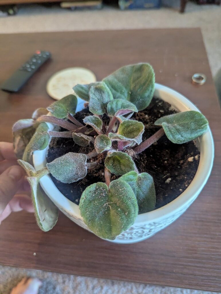 How can I improve the health of my African violet How can I improve the health of my African violet