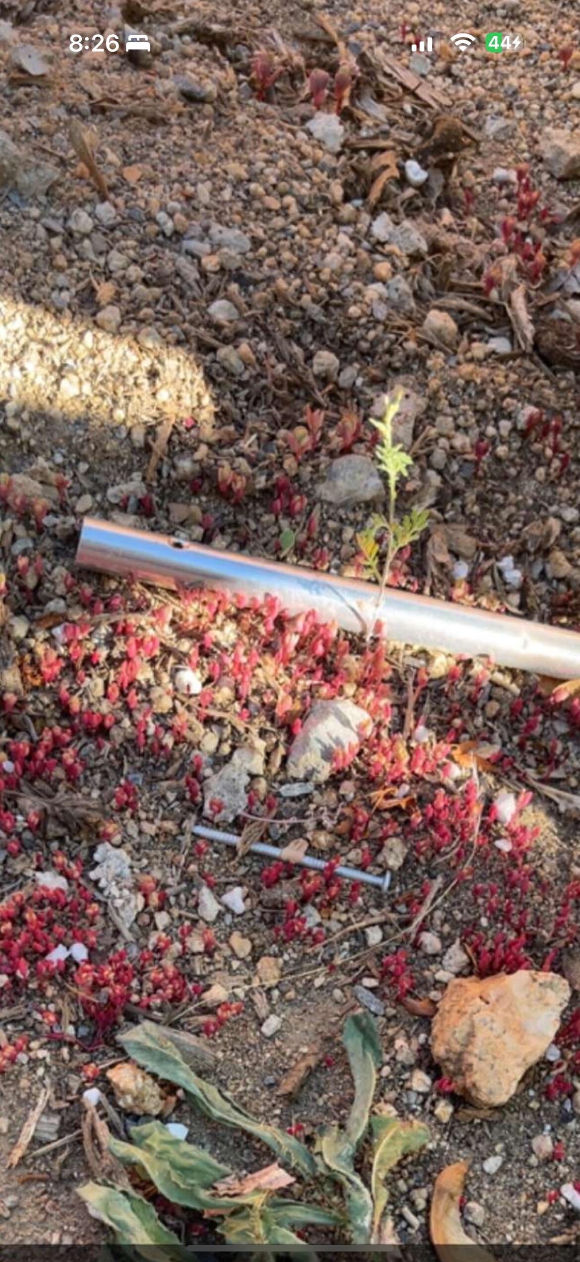 what is growing in my back yard? northern nv