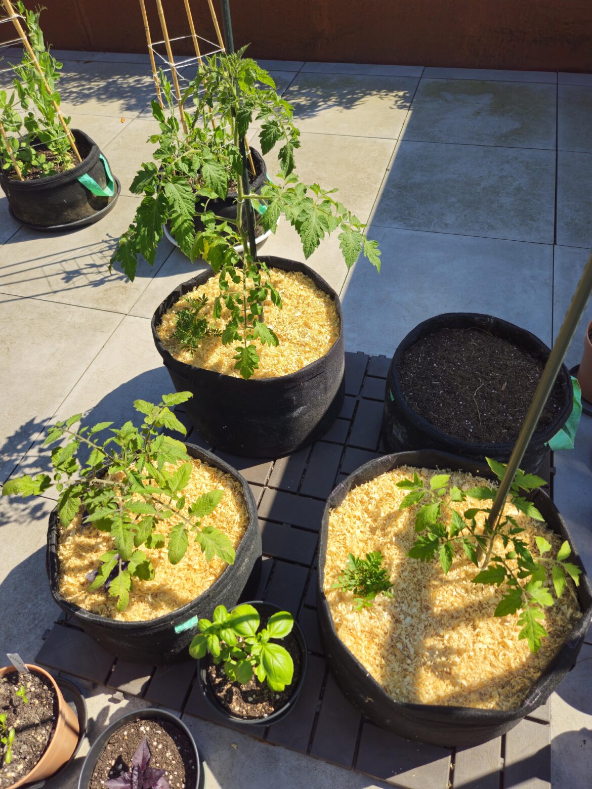 So happy to finally get my tomato plants out.