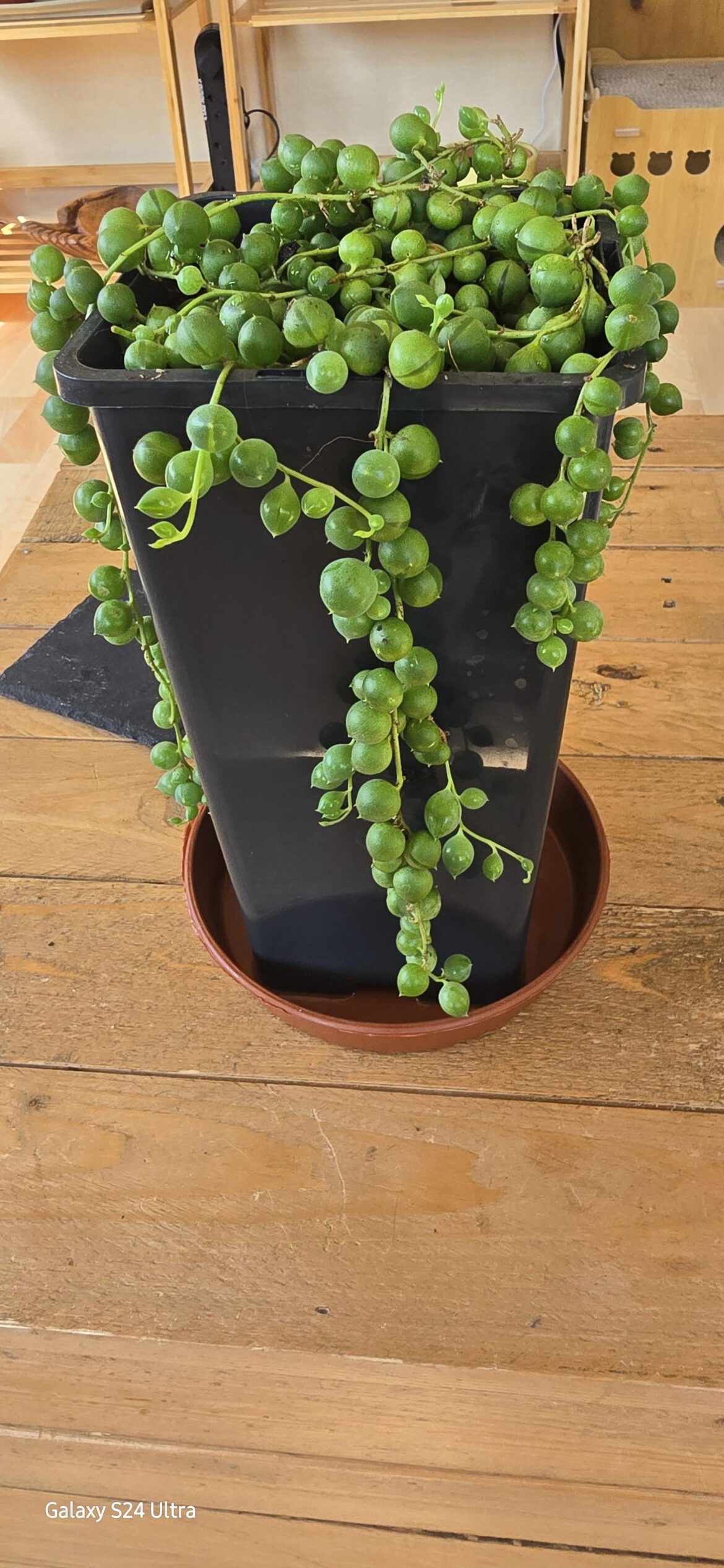 Healthy and happy or not.. Healthy and happy or not..